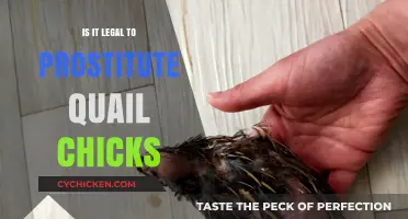Is Prostituting Quail Chicks Legal? Exploring the Legal Boundaries