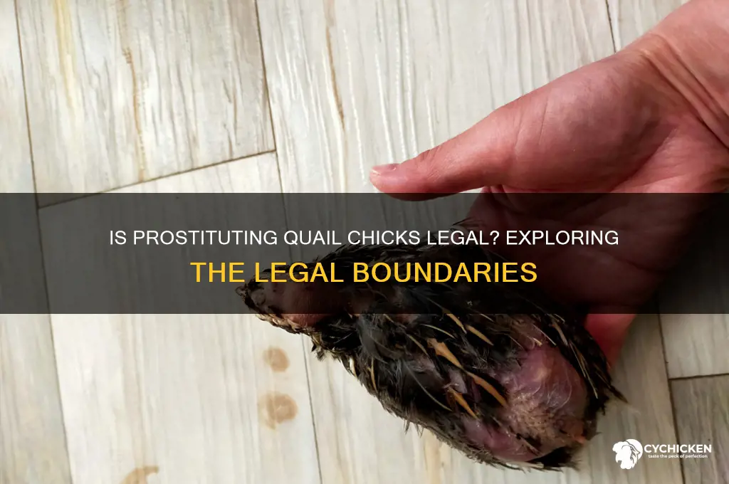 is it legal to prostitute quail chicks