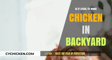 Is Raising Backyard Chickens Legal? A Guide to Local Laws