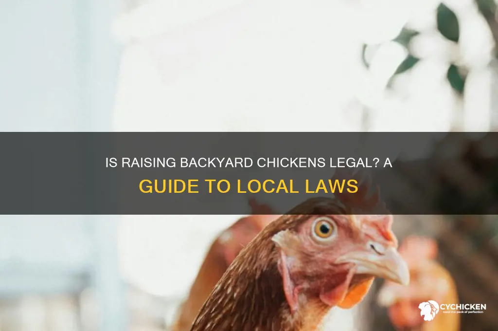 is it legal to raise chicken in backyard