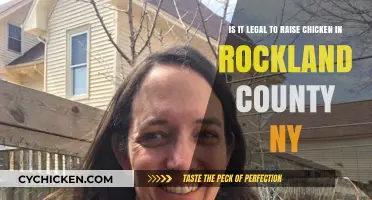 Raising Chickens in Rockland County, NY: Is It Legal?