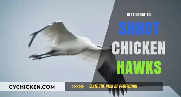 Shooting Chicken Hawks: Legal Implications and Wildlife Protection Laws Explained