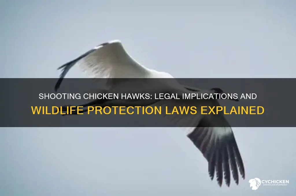 is it legal to shhot chicken hawks