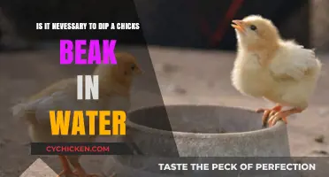 The Importance of Dipping a Chick's Beak in Water