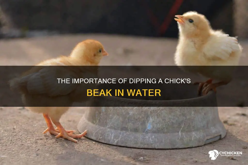 is it nevessary to dip a chicks beak in water