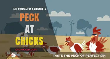 Why Do Mother Hens Peck Their Chicks?