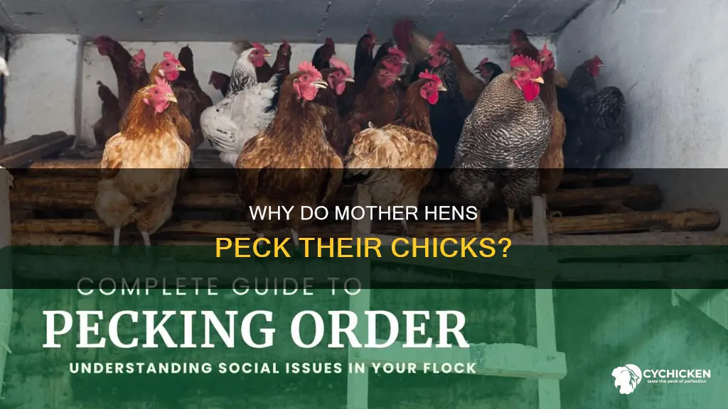 is it normal for a chicken to peck at chicks