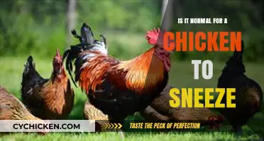 Is Chicken Sneezing Normal? Understanding Your Flock's Health