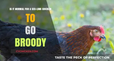 Sex-Link Chicken Broodiness: Is It Normal?