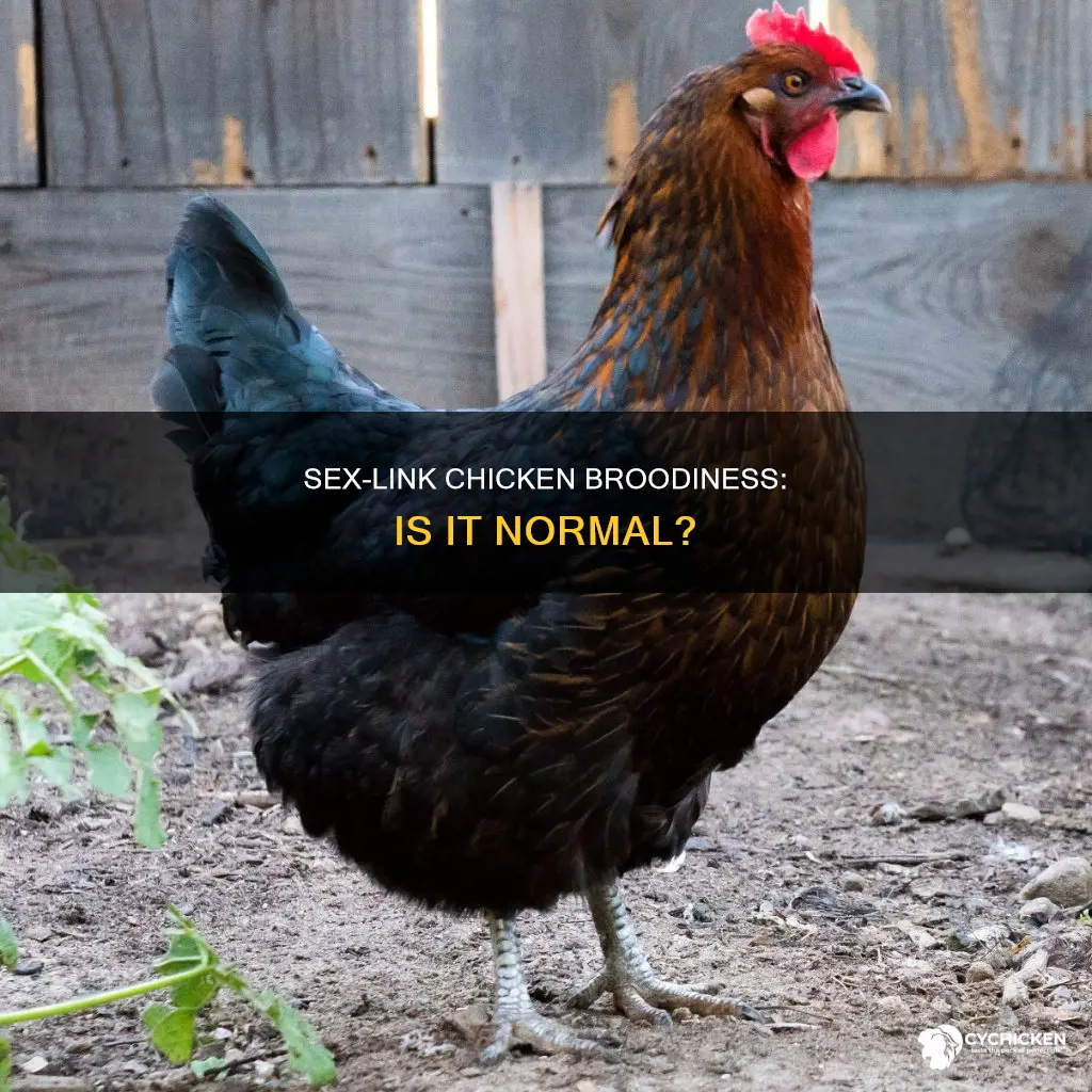 is it normal for a sex-link chicken to go broody