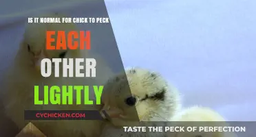 Why Do Chicks Peck Each Other Lightly?