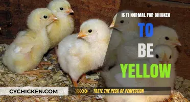 Is Yellow Chicken Normal? Understanding Poultry Color Variations
