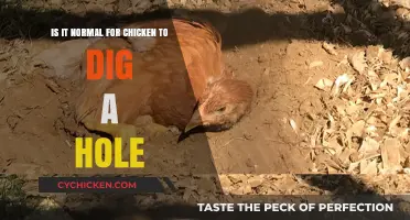 Why Do Chickens Dig Holes? Understanding Their Instincts