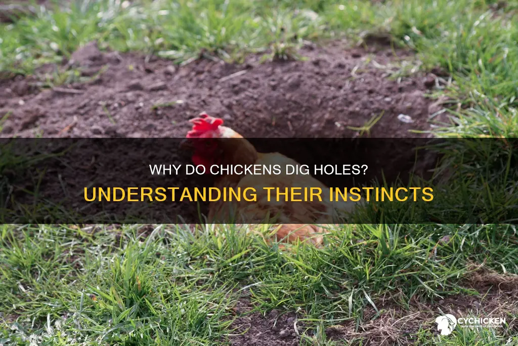is it normal for chicken to dig a hole