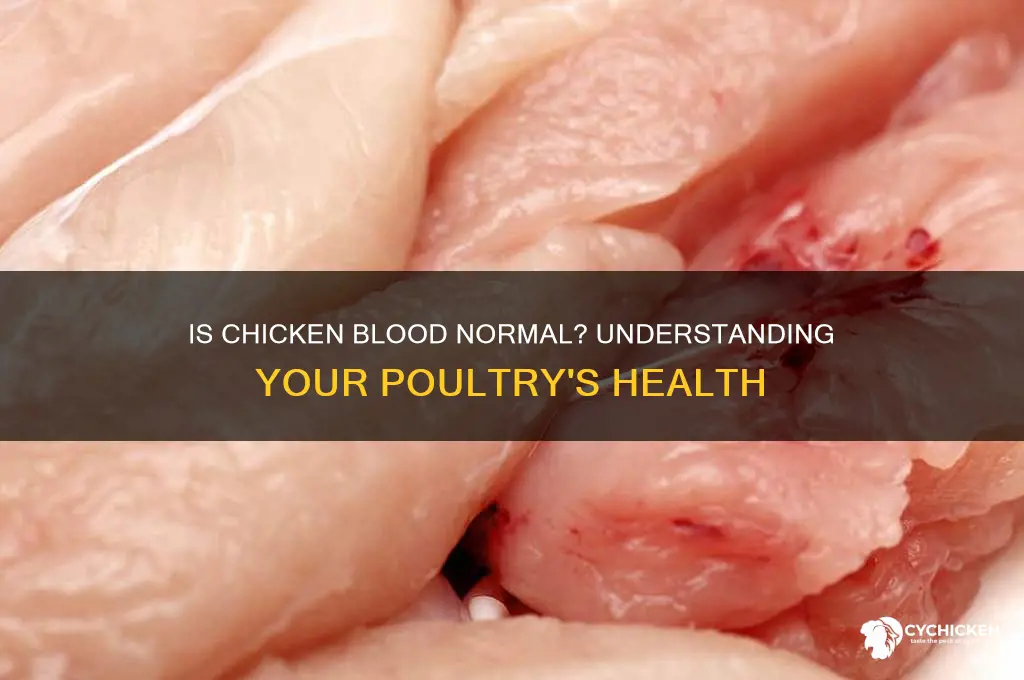 is it normal for chicken to have blood
