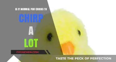 Chicks Chirping: What's Normal and What's Not?