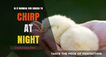 Night Chirping: Normal Behavior in Chicks?