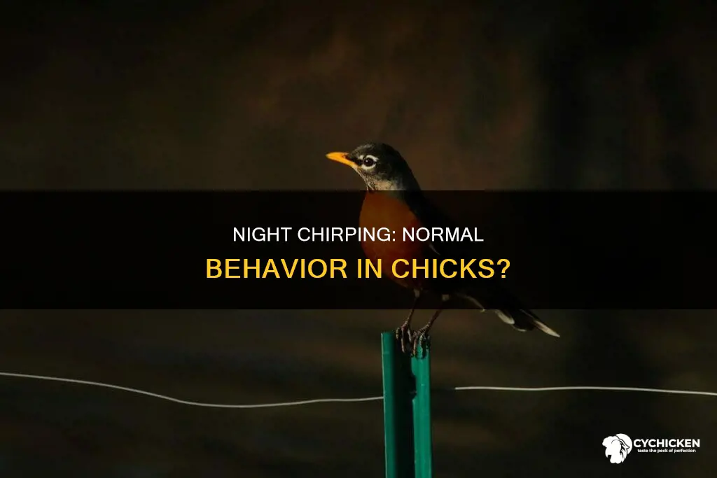 is it normal for chicks to chirp at night