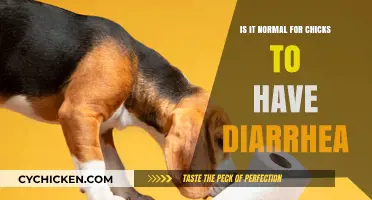 Understanding Chick Diarrhea: Is It Normal or a Cause for Concern?