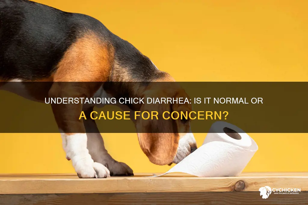 is it normal for chicks to have diarrhea