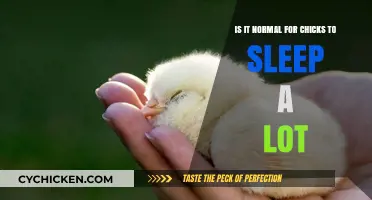 Chicks: Why Do They Need So Much Sleep?