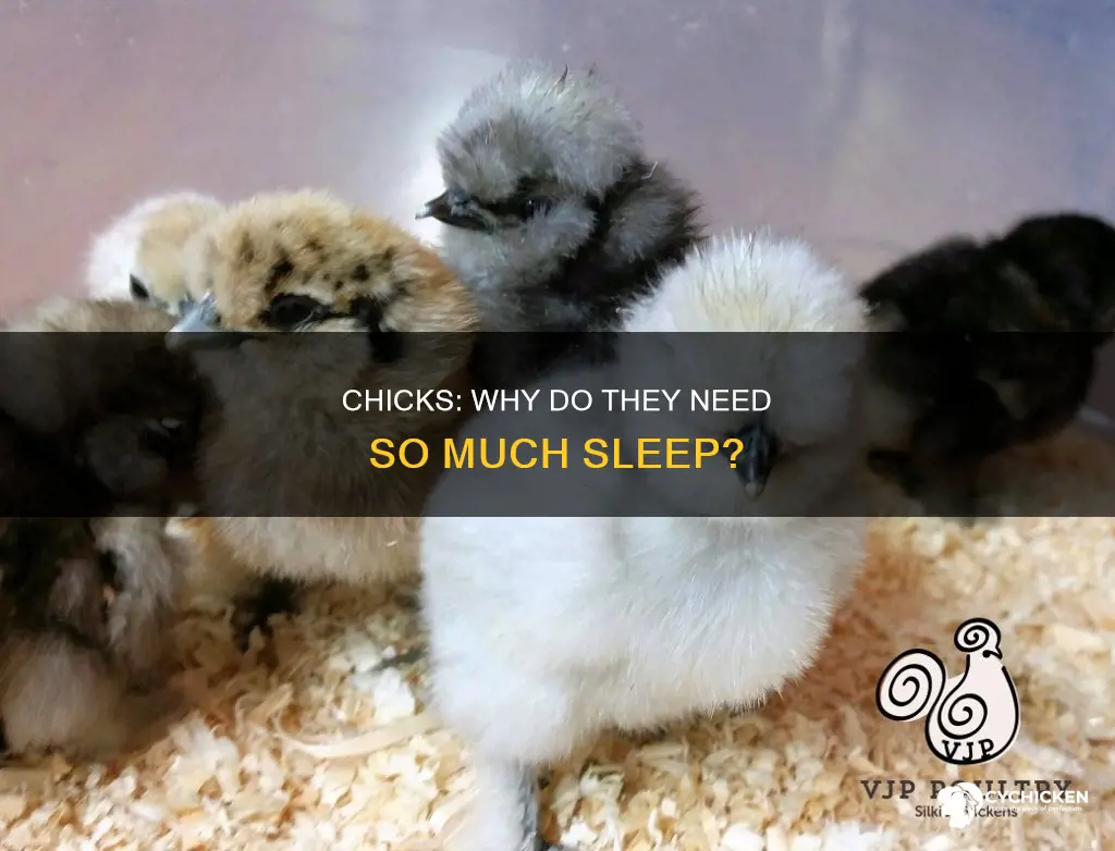 is it normal for chicks to sleep a lot