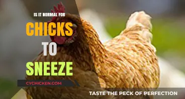 Chicks Sneezing: Normal Behavior or Cause for Concern?