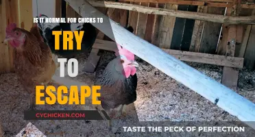 Why Do Chicks Try to Escape?