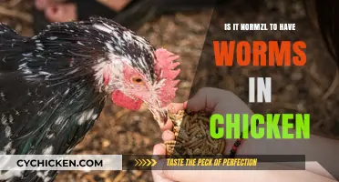 Are Worms in Chicken Normal? Understanding Poultry Health Concerns