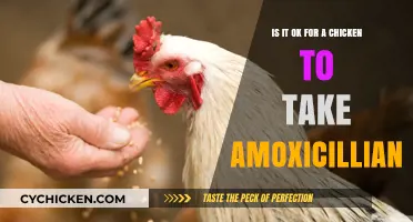 Antibiotics for Chickens: Amoxicillin Usage