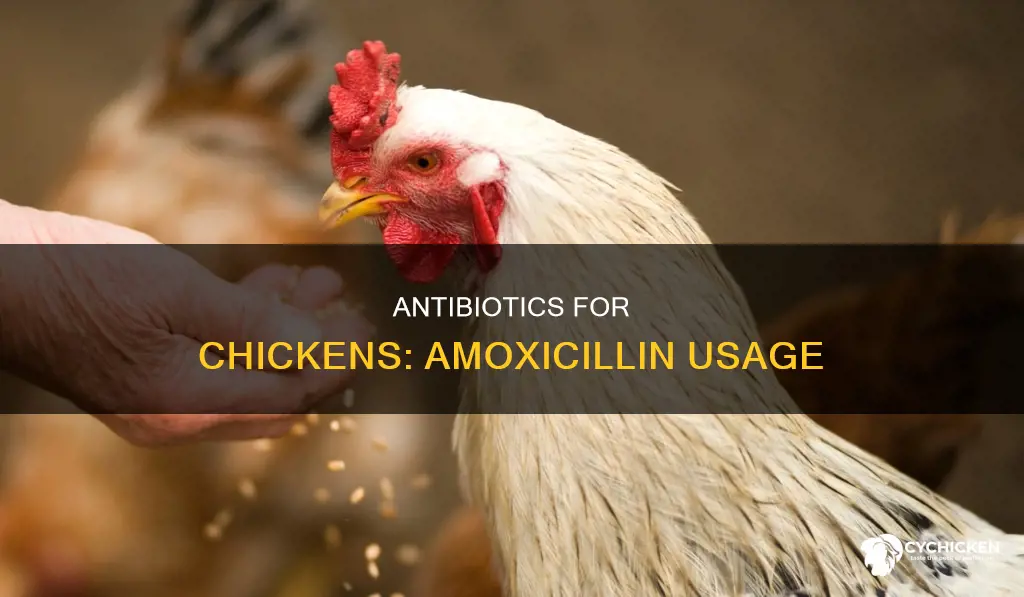 is it ok for a chicken to take amoxicillian