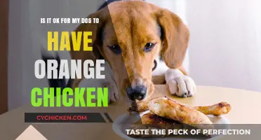 Orange Chicken: A Tasty Treat for Your Dog?