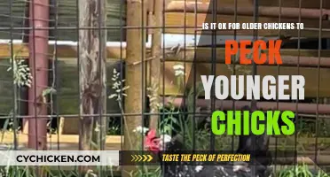 Older Chickens Pecking Younger Ones: Good or Bad?