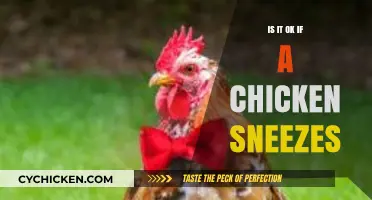 Chicken Sneezes: Should You Worry or Is It Normal?