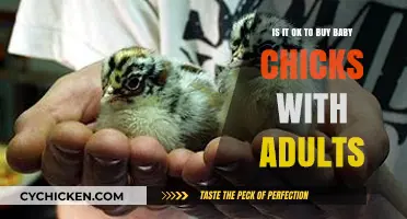Mixing Baby Chicks with Adults: Safe or Risky for Your Flock?