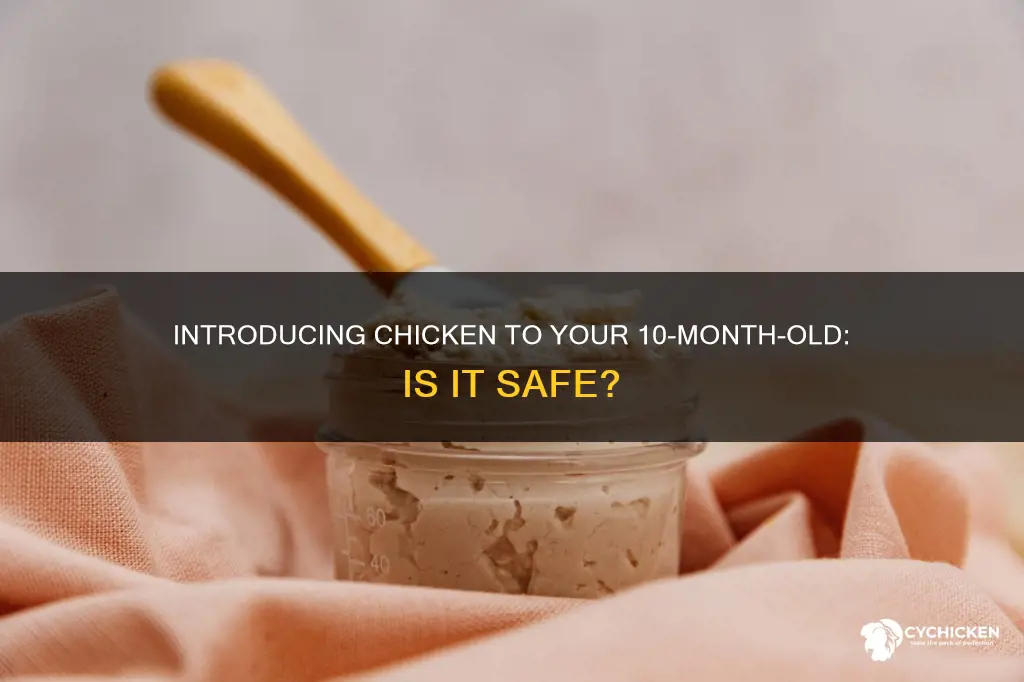 is it ok to give a 10 month old chicken