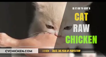 Raw Chicken for Cats: Safe or Not?
