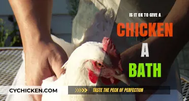 Should You Bathe Your Chicken?