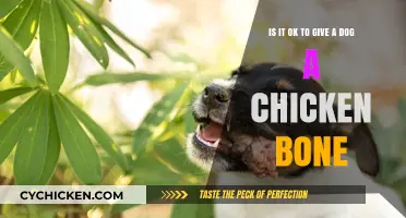 Chicken Bones: Safe or Harmful Treats for Dogs?