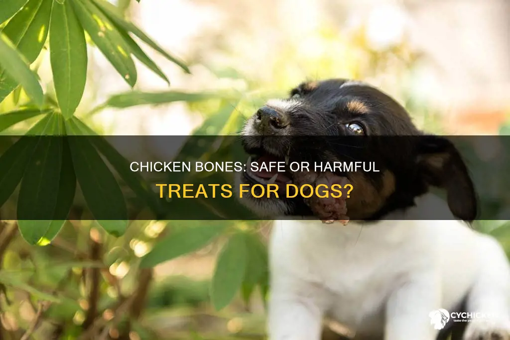 is it ok to give a dog a chicken bone