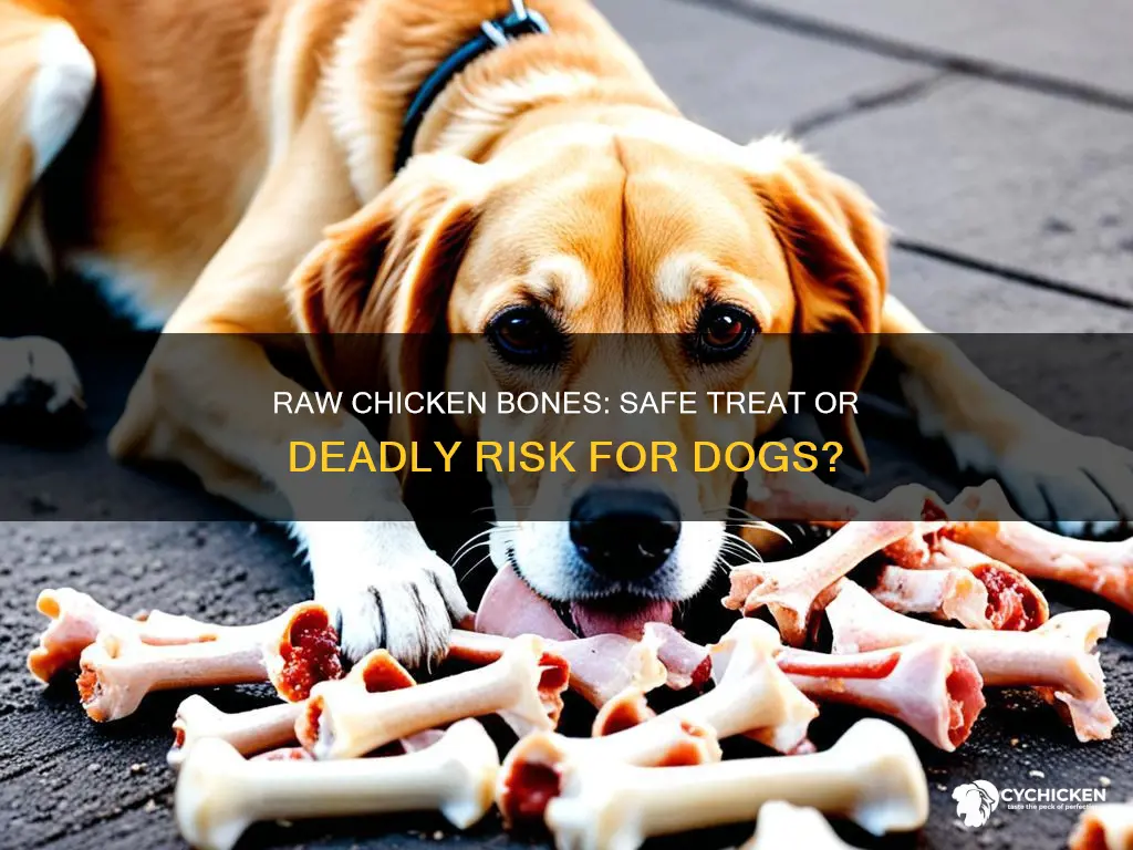 is it ok to give a dog raw chicken bones