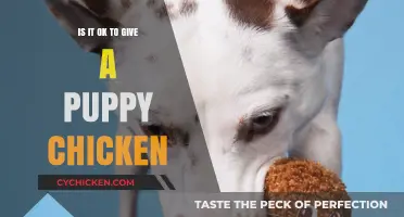 Can Puppies Eat Chicken? A Safe Feeding Guide for Owners