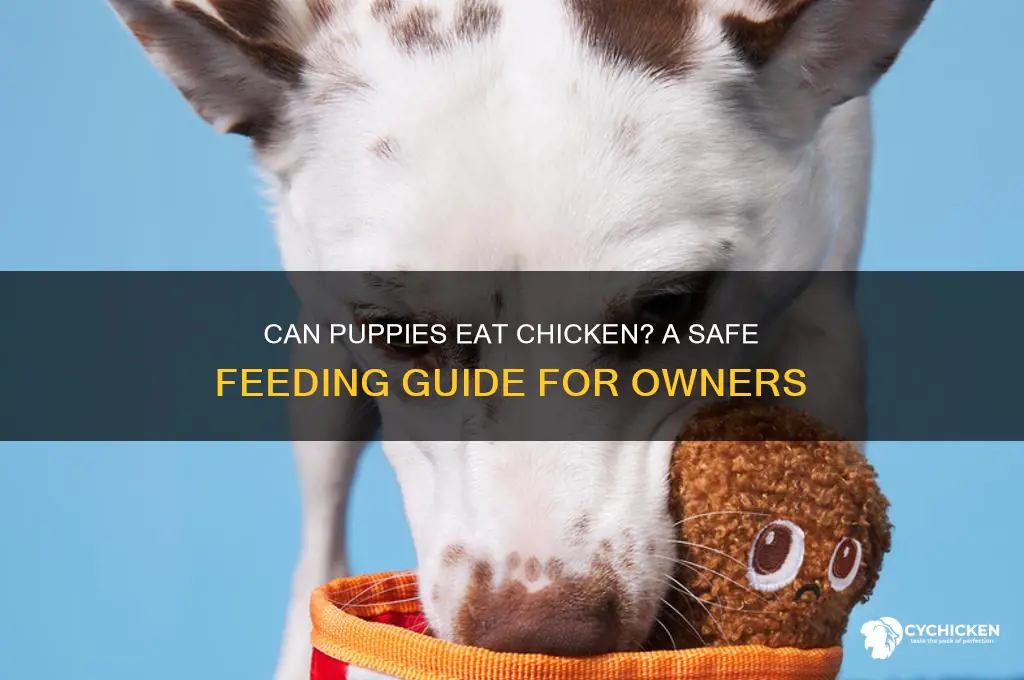 is it ok to give a puppy chicken