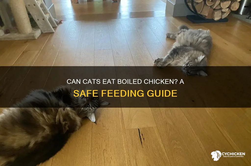 is it ok to give cats boiled chicken