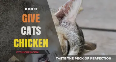 Can Cats Eat Chicken? A Safe and Healthy Diet Guide