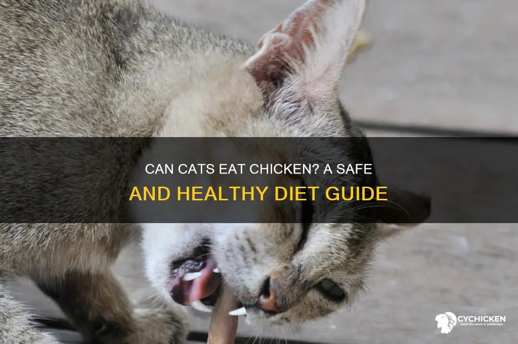 is it ok to give cats chicken