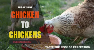 Can Chickens Eat Chicken? Exploring Safe and Ethical Feeding Practices