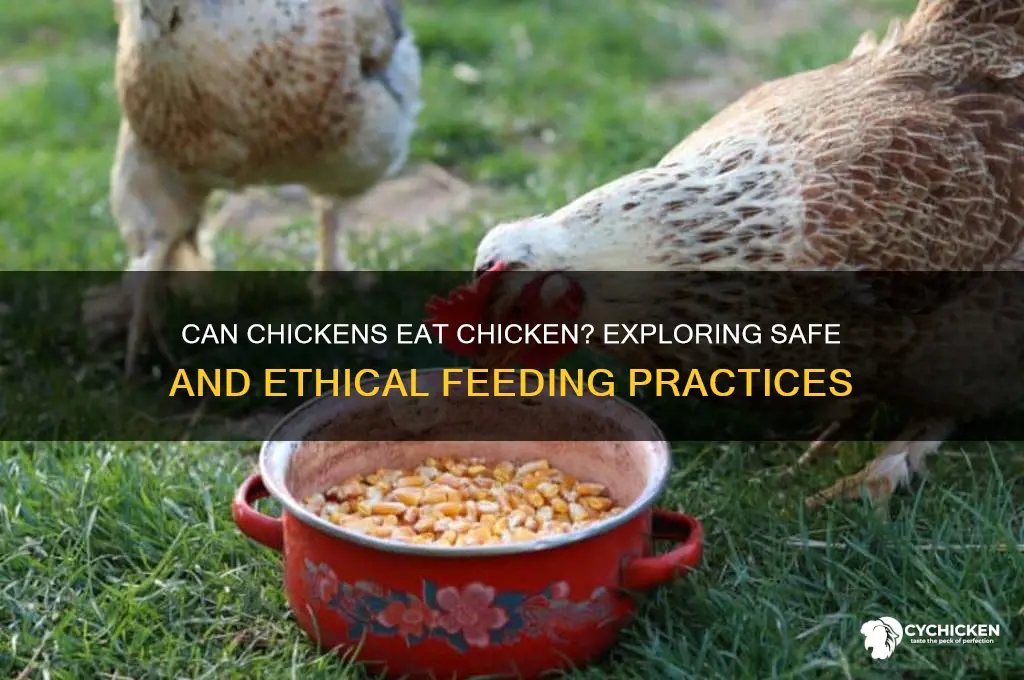 is it ok to give chicken to chickens