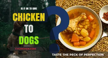 Can Dogs Eat Chicken? Safety, Benefits, and Serving Tips Explained
