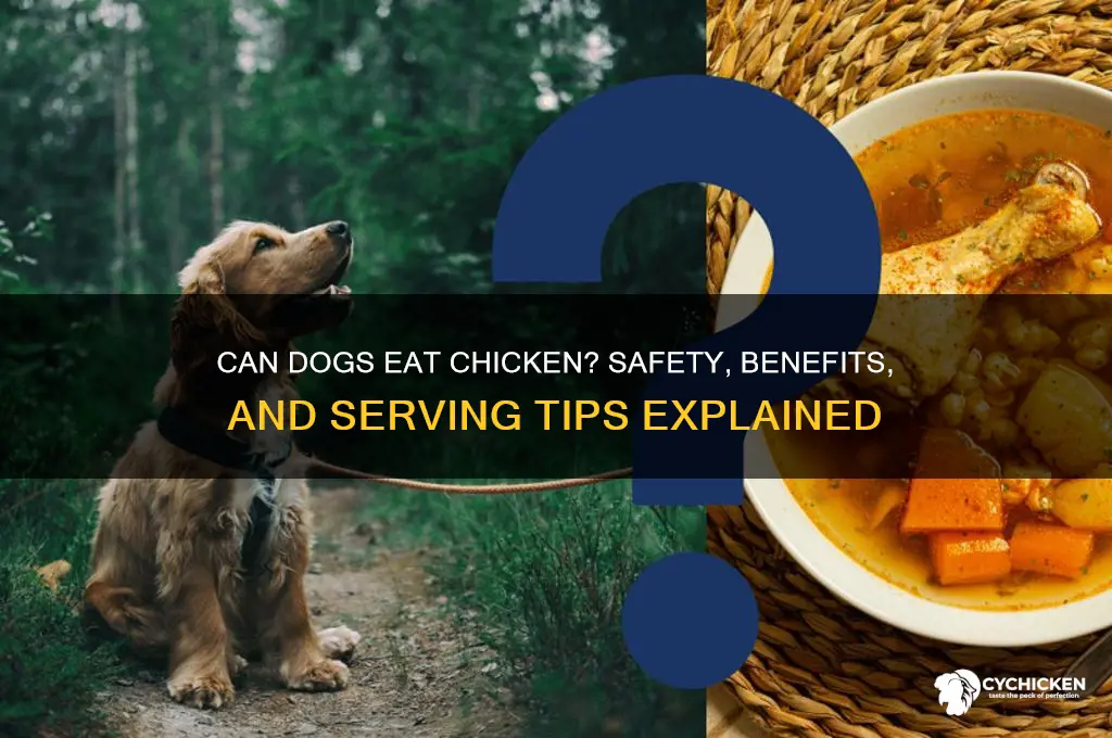 is it ok to give chicken to dogs